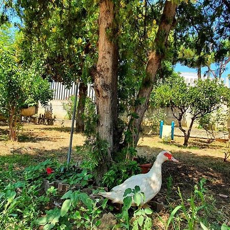 Villa Nella Collina Francavillese Francavilla Al Mare Bagian luar foto
